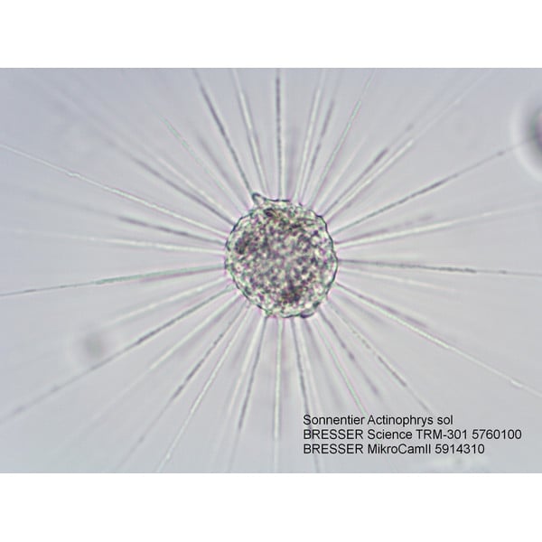 Bresser Microscope Science TRM 301, trino, 40x - 1000x