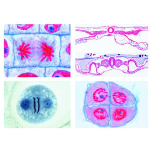 LIEDER Sec. Schoo, Set No. V. Genetics, Reproduction and Embryology, 19 microscope slides