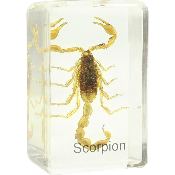 Omegon scorpion prepared slide