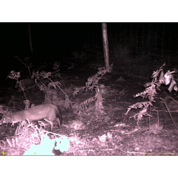 Bushnell Wildlife camera NatureView Cam HD 8MP, Olive