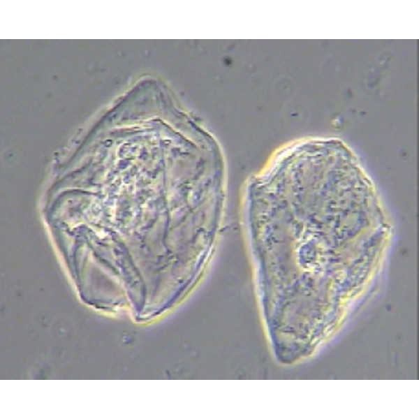 Hund Microscopio Medicus plus PH, bino, plan, 100x - 1000x
