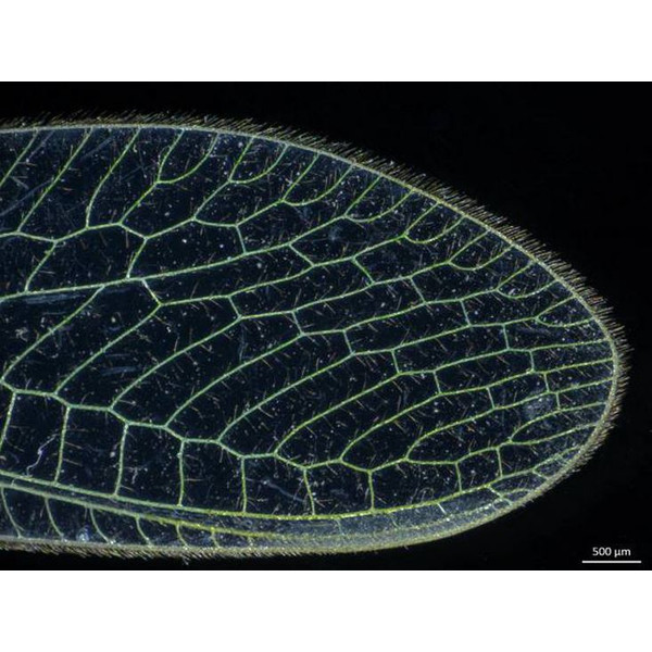 ZEISS Stereo zoom microscope Stemi 305; EDU-SET CAM; Greenough; w.d. 110 mm; 10x/23; 0.8x-4.0x; 1.2 MP; WiFi; 2.8µ; 15 fsp