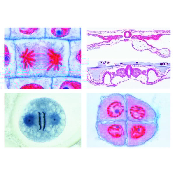 LIEDER Sec. Schoo, Set No. V. Genetics, Reproduction and Embryology, 19 microscope slides