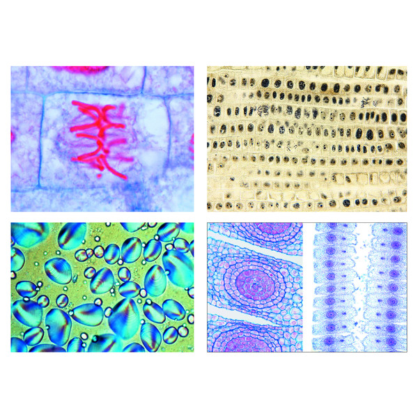 LIEDER The Plant Cell, 12 microscope slides