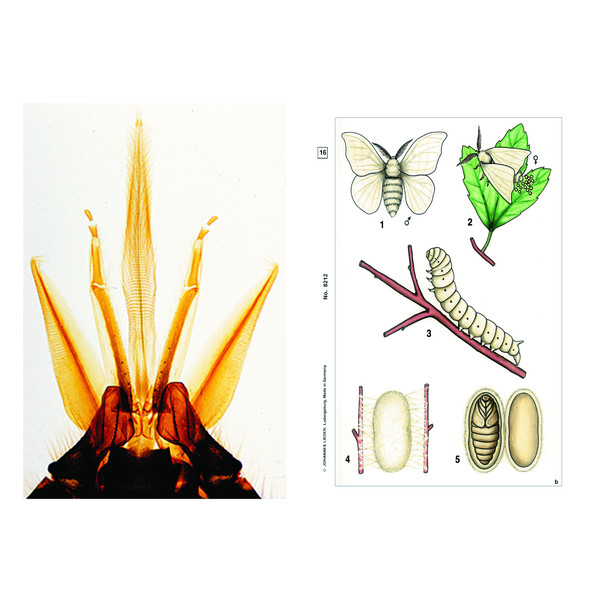 LIEDER Insects, Basic Set of 6 slides, Student Set