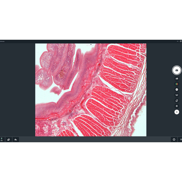 ZEISS software Labscope AI module Cell Counting Chamber DLic