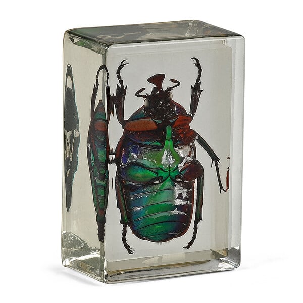 Omegon Prepared Slide Green Ladybird
