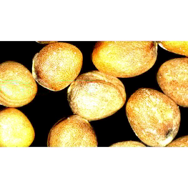 ZEISS Stereo zoom microscope Stemi 355, C Lab, trino, BF, DF, w.d. 110 mm, 10x/23, 5.5:1, 7.2x-40x, AL/DL, Spot C LED