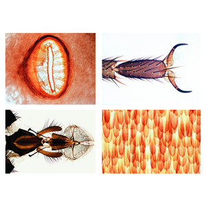 LIEDER Insecta, elementary set (25 slides)