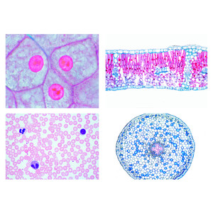 LIEDER Sec. School,  Cells, Tissues and Organs, 13 microscope slides