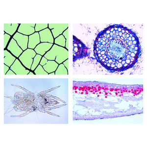 LIEDER Medio ambiente III: vida y estructuras microbianas (17 prep.)