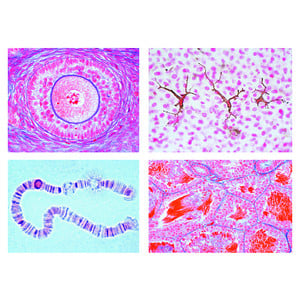 LIEDER The Animal Cell, 12 microscope slides