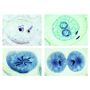 LIEDER The Ascaris megalocephala Embryology, 10 microscope slides