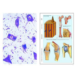 LIEDER The Animal Cell (Cytology), Basic Set of 6 slides, Student Set