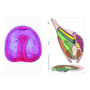 LIEDER Embryology and development of animals, Basic Set of 6 slides, Student Set