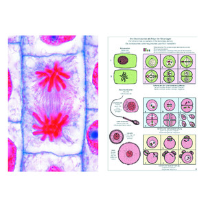 LIEDER Mitosis and Meiosis (Cell division), Basic Set of 6 slides, Student Set