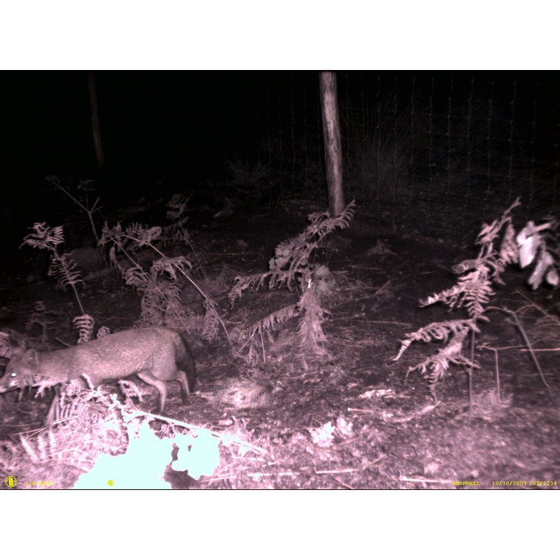 Bushnell Wildlife camera NatureView Cam HD 8MP, Olive