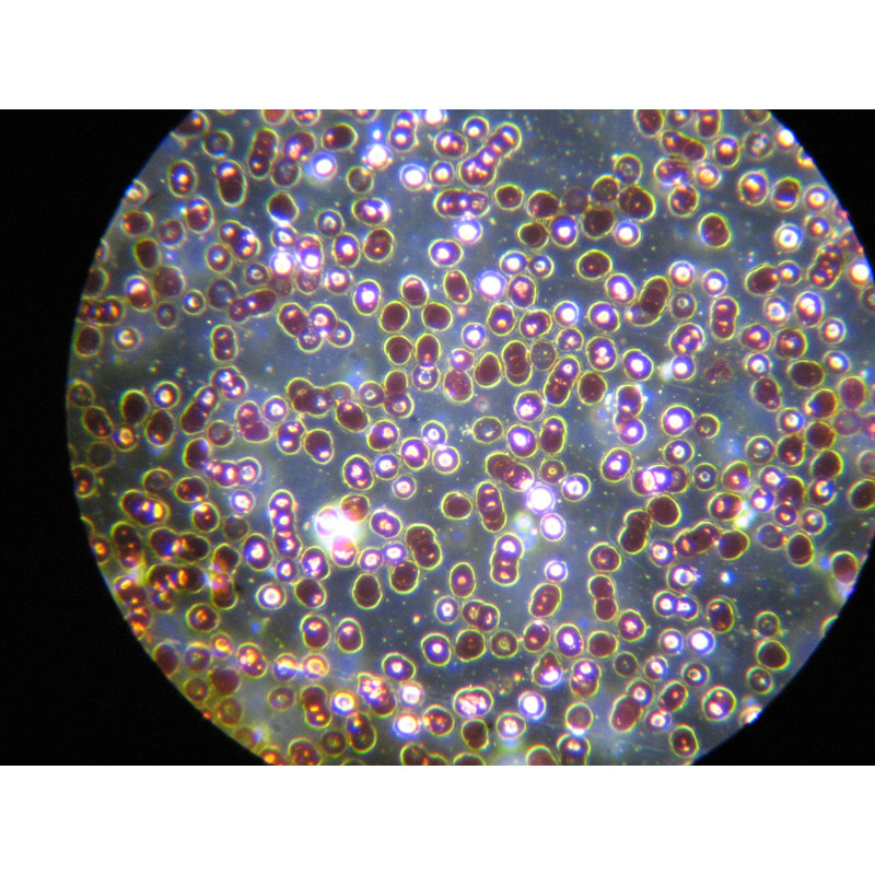 Optika Microscope B-383DKIVD, trino, darkfield, N-PLAN, 100x W-PLAN, 40x-1000x, IVD