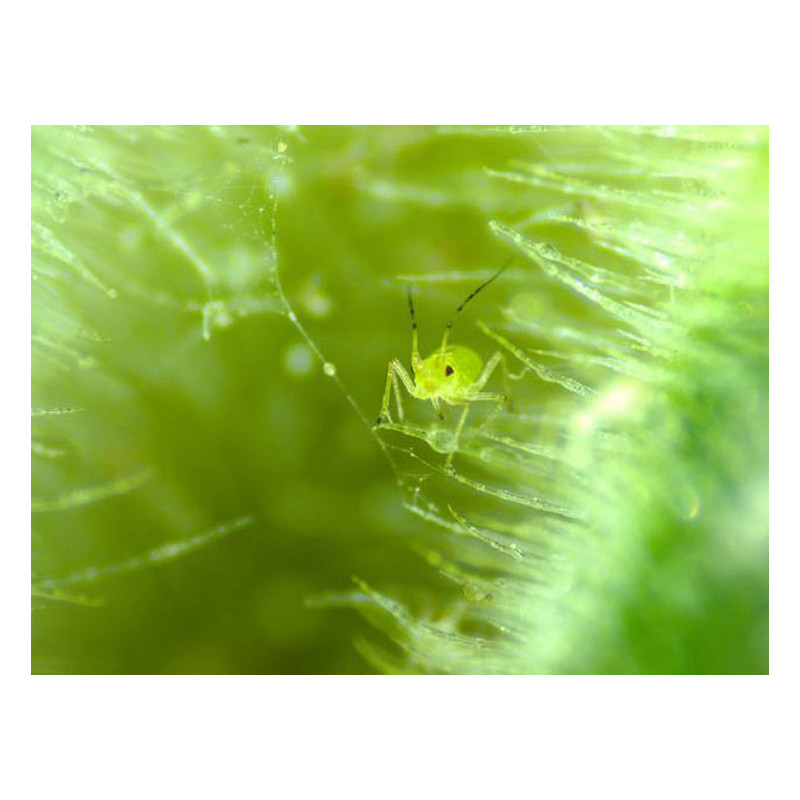 ZEISS Stereo zoom microscoop Stemi 305 cam W, K EDU, bino, Greenough, w.d. 110 mm, 10x/23, 8-40x, spot K LED, 4 MP, wifi