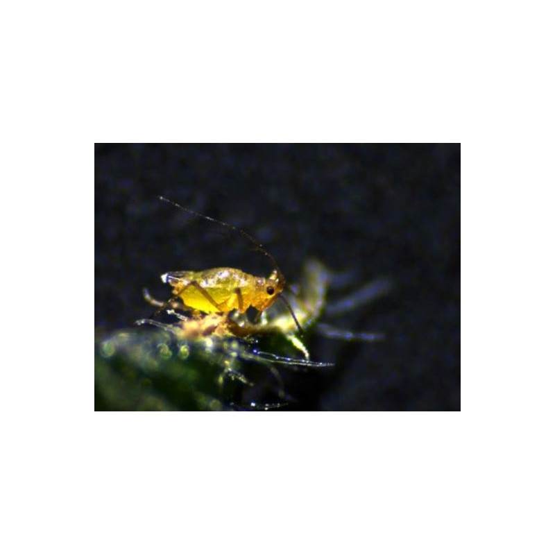 ZEISS stereo zoom microscoop Stemi 305 trino, K EDU, Greenough, werkafstand 110 mm, 10x/23, 8-40x, spot K LED