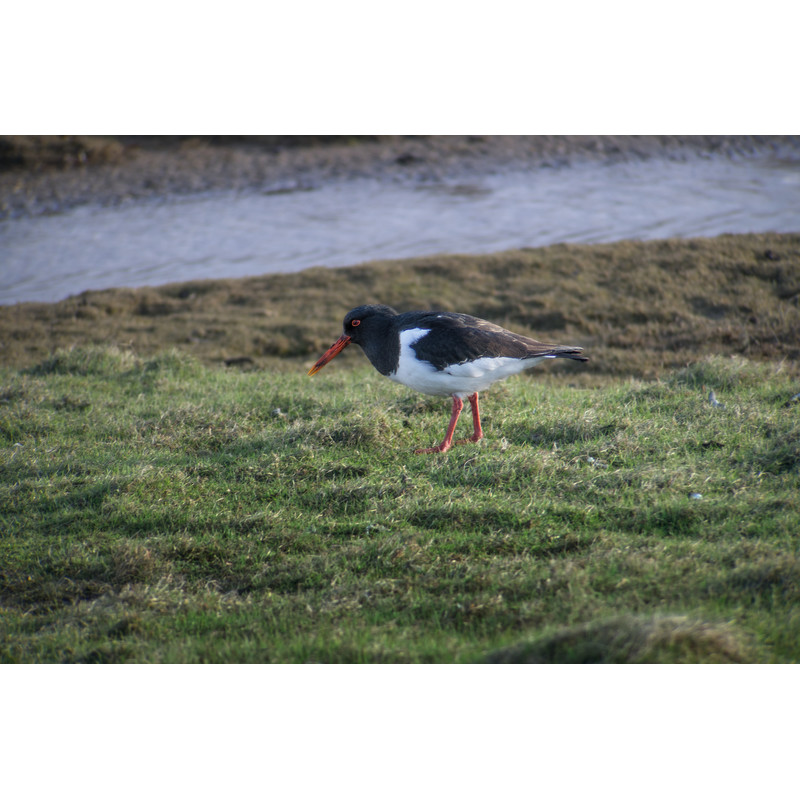 Leica Spotting scope Digiscoping-Kit: APO-Televid 65 + 25-50x WW + T-Body black + Digiscoping-Adapter