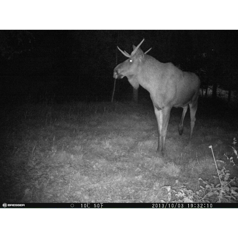 Bresser Wildcamera 12 MP MMS/E-MAIL