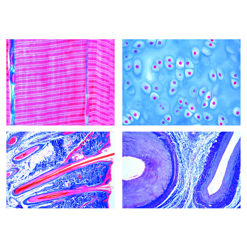 LIEDER Histology of Vertebrates (Vertebrata).  25 specimens