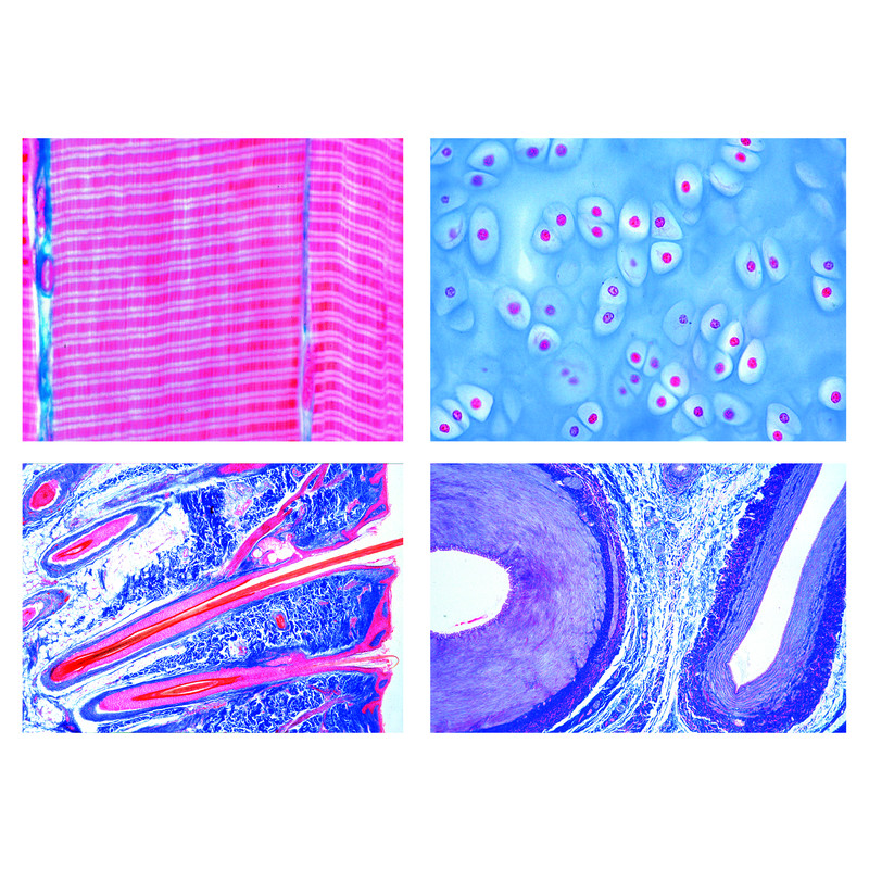 LIEDER Mammals (Mammalia) histology, basic set (25 slides)