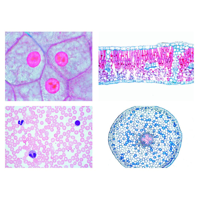 LIEDER Sec. School,  Cells, Tissues and Organs, 13 microscope slides