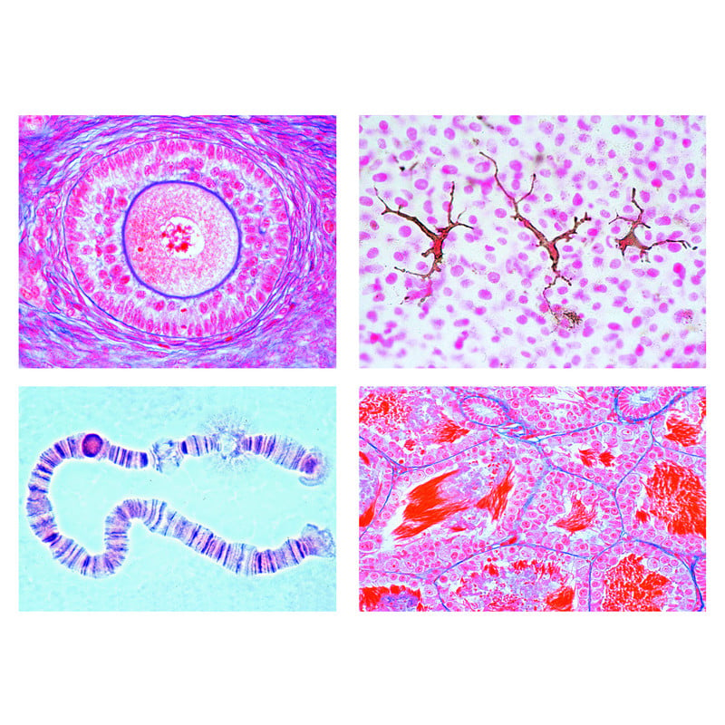 LIEDER The Animal Cell, 12 microscope slides