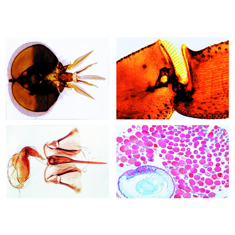 LIEDER The Honey Bee (Apis mellifica), 18 microscope slides