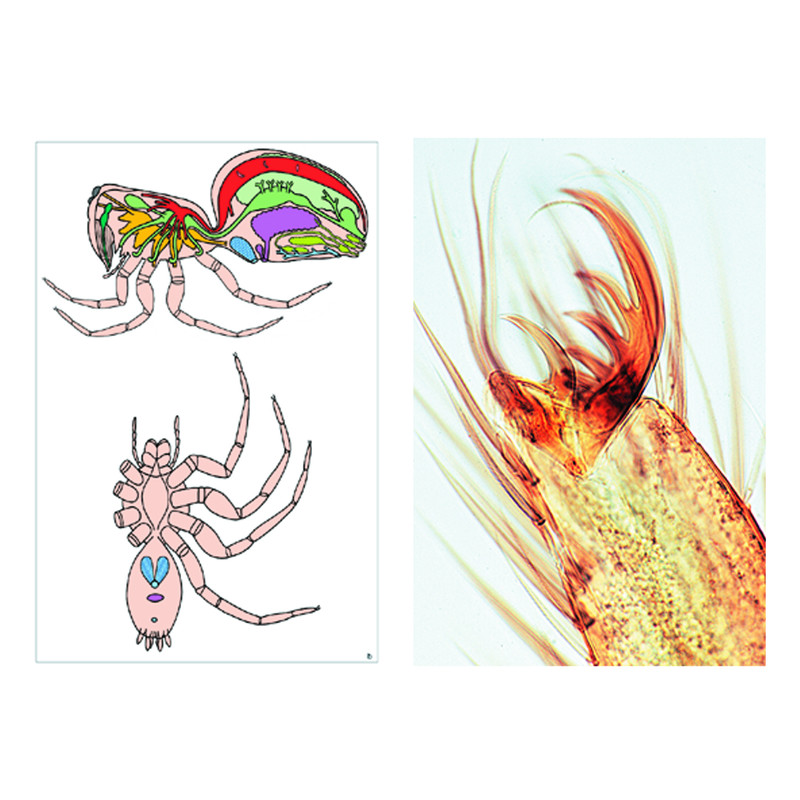 LIEDER Invertebrates, Supplementary Set of 12 slides, Student Set