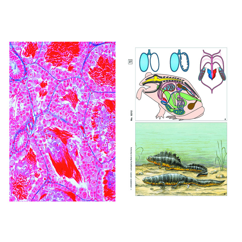 LIEDER Frog Histology (Rana), Basic Set of 12 slides, Student Set