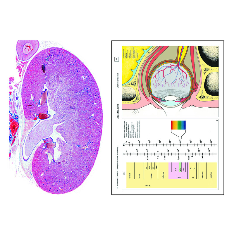 LIEDER Human and animal Histology, Supplementary Set I of 12 slides, Student Set