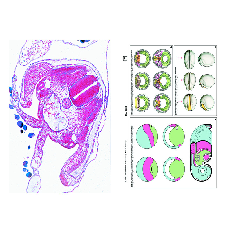 LIEDER Embryology and development of animals, Supplementary Set of 12 slides, Student Set