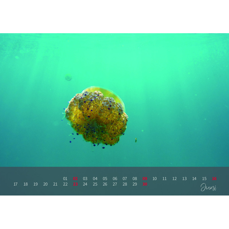 Calendar aracanga Kalender 2019