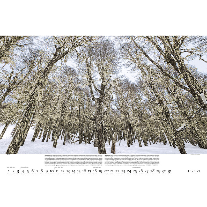 Palazzi Verlag Calendarios Bosques de la tierra 2021