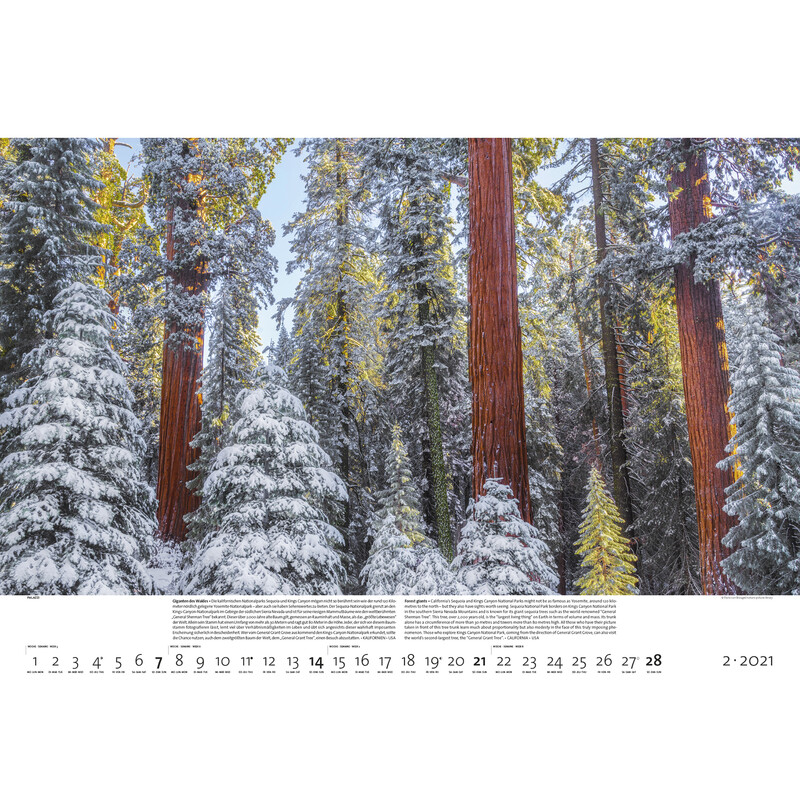 Palazzi Verlag Kalender Bossen der aarde 2021