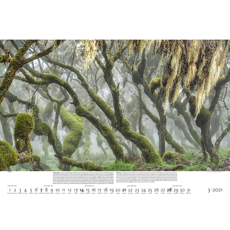 Palazzi Verlag Kalender Bossen der aarde 2021