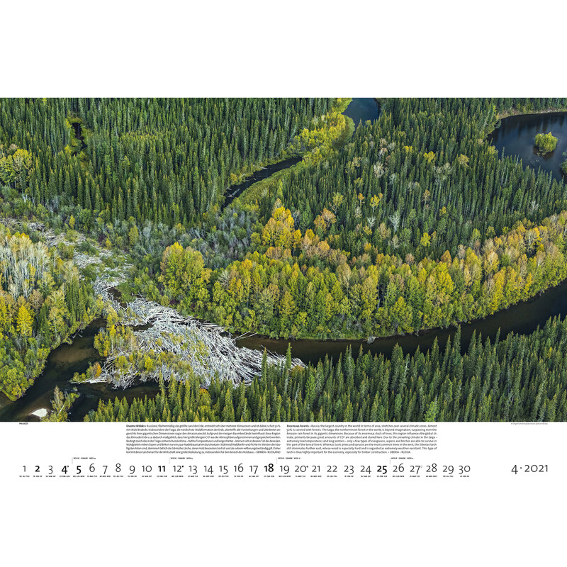 Palazzi Verlag Calendarios Bosques de la tierra 2021