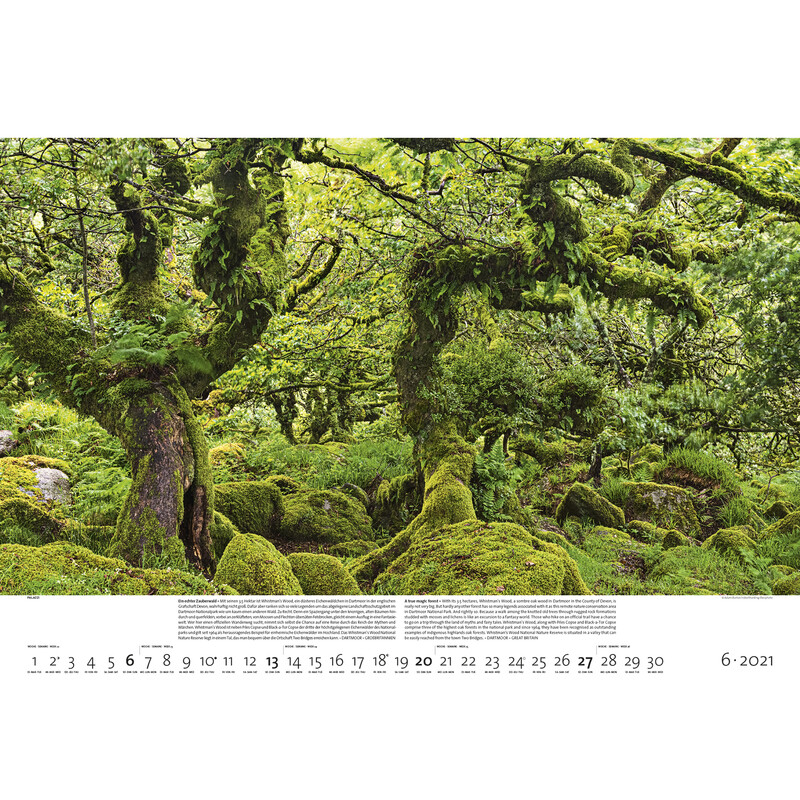 Palazzi Verlag Kalender Bossen der aarde 2021