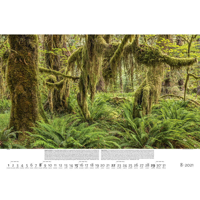 Palazzi Verlag Calendarios Bosques de la tierra 2021