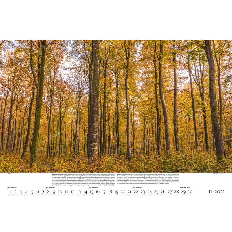 Palazzi Verlag Kalender Bossen der aarde 2021