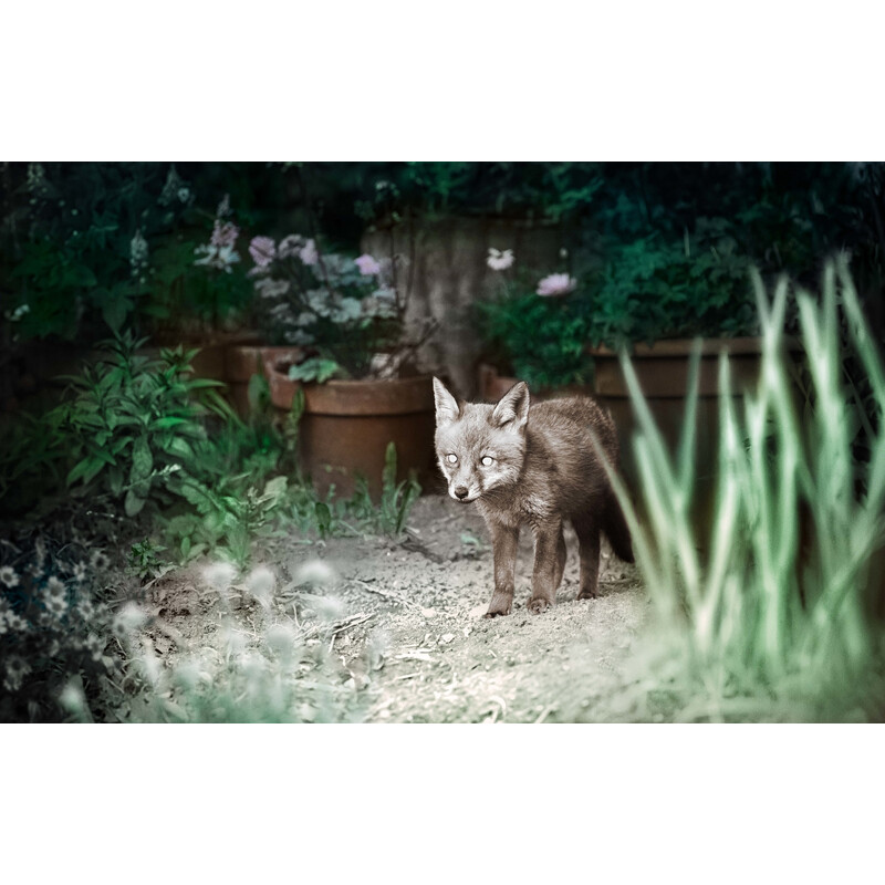 ZEISS Rilevatore di selvaggina Secacam 3 (4er Pack)