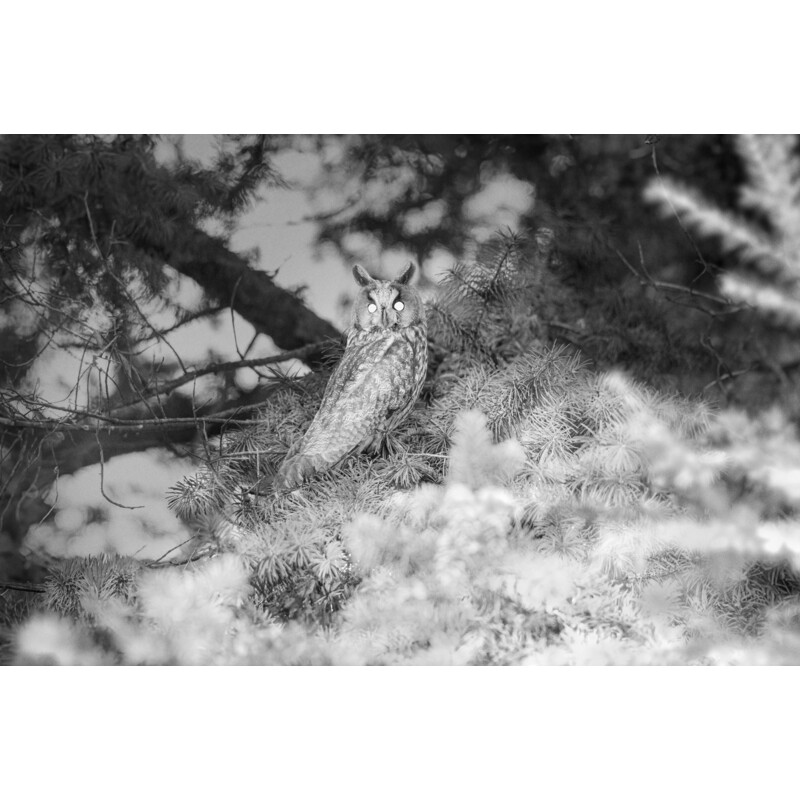 ZEISS Rilevatore di selvaggina Secacam 3 (4er Pack)