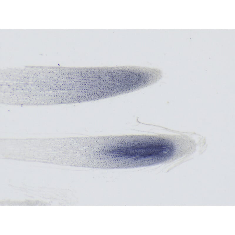 ZEISS Microscopio stereo zoom Stemi 355, C Edu, trino, w.d. 110 mm, 10x/23, 5,5:1 , 7,2x-40x, AL/DL, Spot C LED