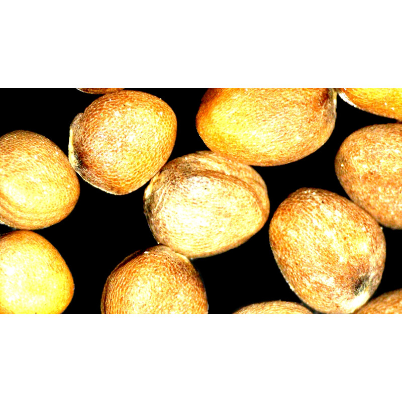 ZEISS Microscopio stereo zoom Stemi 355, C Lab, trino, BF, DF, distancia de trabajo 110 mm, 10x/23, 5,5:1, 7,2x-40x, AL/DL, Spot C LED