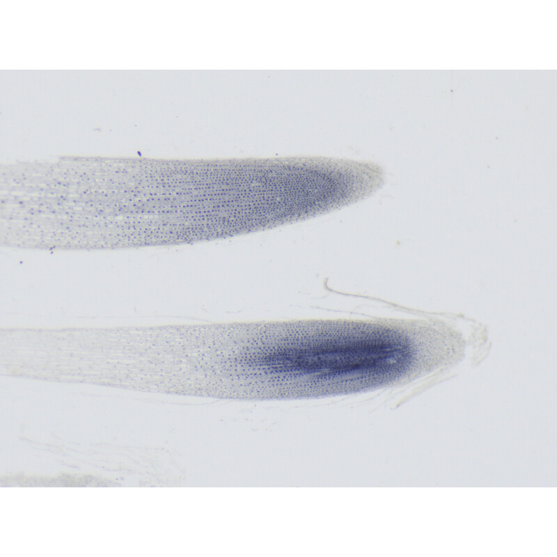 ZEISS stereo zoom microscoop Stemi 355, C Lab, trino, BF, DF, w.d. 110 mm, 10x/23, 5,5:1, 7,2x-40x, AL/DL, Spot C LED