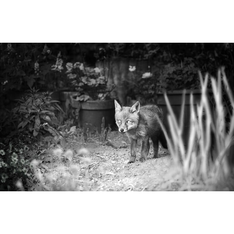 ZEISS Rilevatore di selvaggina Secacam 1