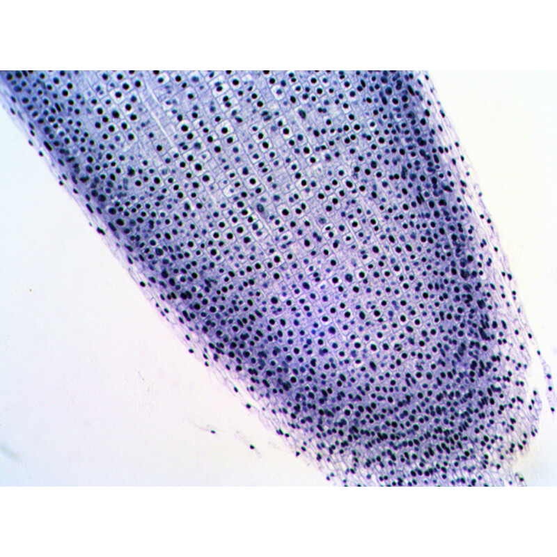 Levenhuk Preparados N20 NG